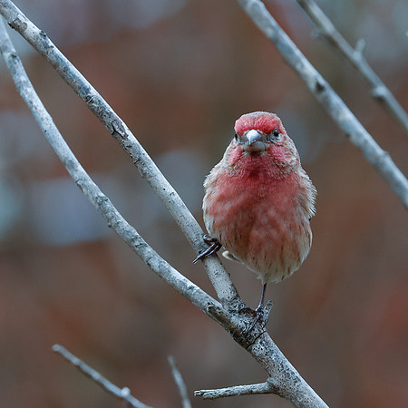 BACKYARD BIRDS-7