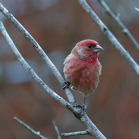 BACKYARD BIRDS-8