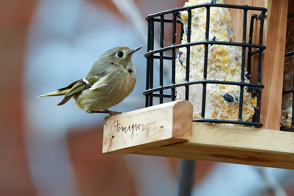BACKYARD BIRDS-9