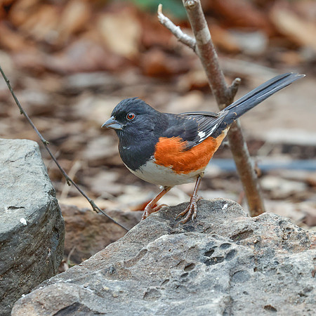 BACKYARD BIRDS-10