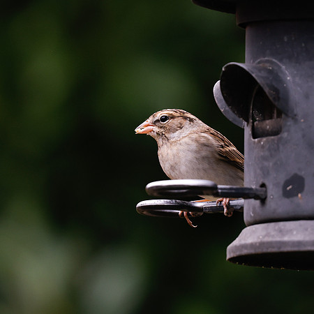 BACKYARD BIRDS-11