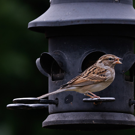 BACKYARD BIRDS-13
