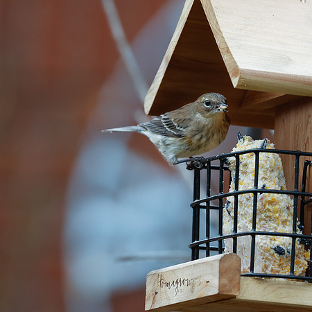 BACKYARD BIRDS-12