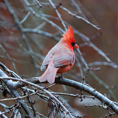 BACKYARD BIRDS-14