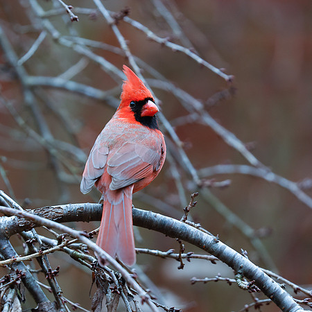 BACKYARD BIRDS-15