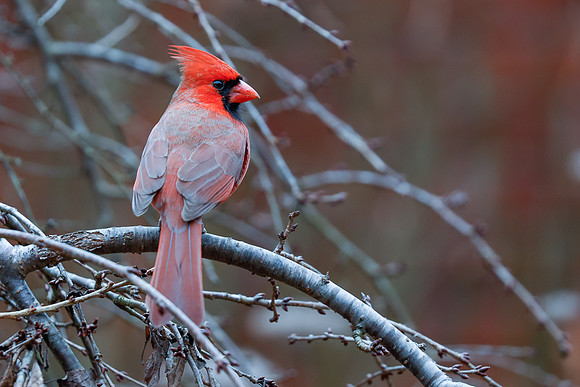 BACKYARD BIRDS-16