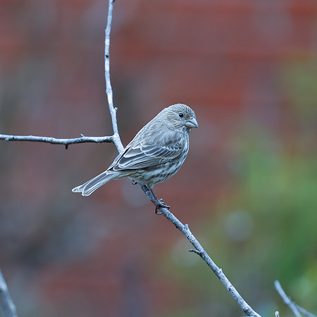 BACKYARD BIRDS-17