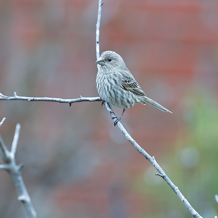 BACKYARD BIRDS-18