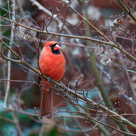BACKYARD BIRDS-19