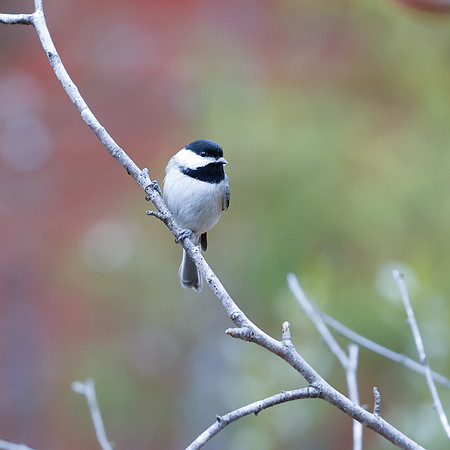 BACKYARD BIRDS-21