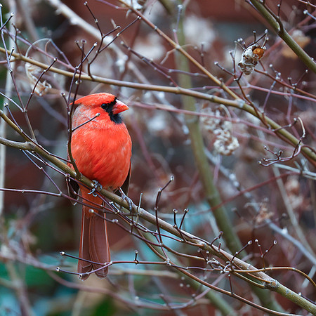 BACKYARD BIRDS-20