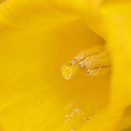 Daffodil Up Close