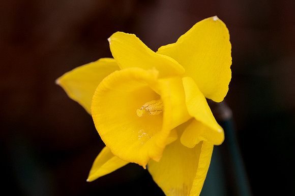 Daffodil