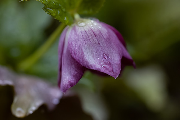 Lenten Rose