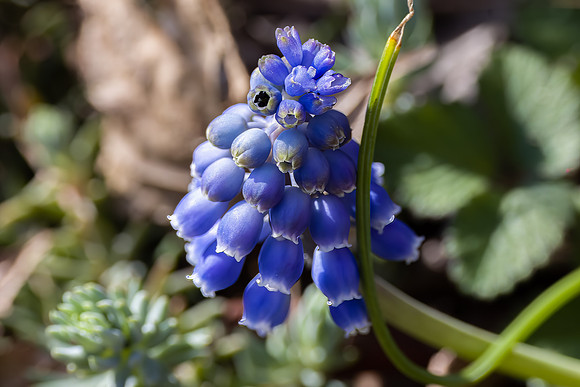 Grape Hyacinth