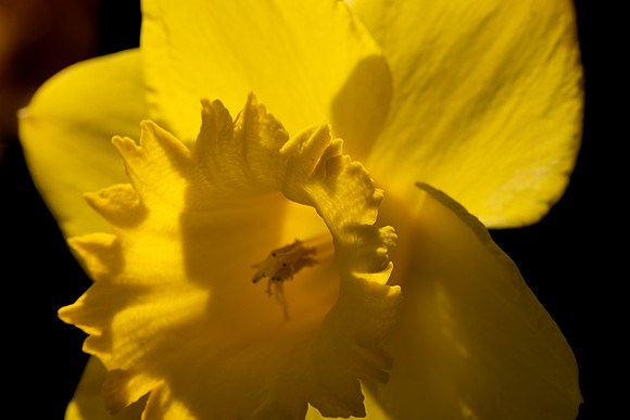 Daffodil