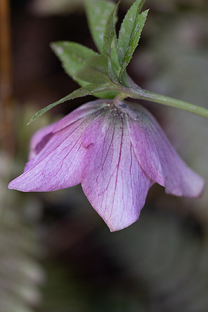 Lenten Rose