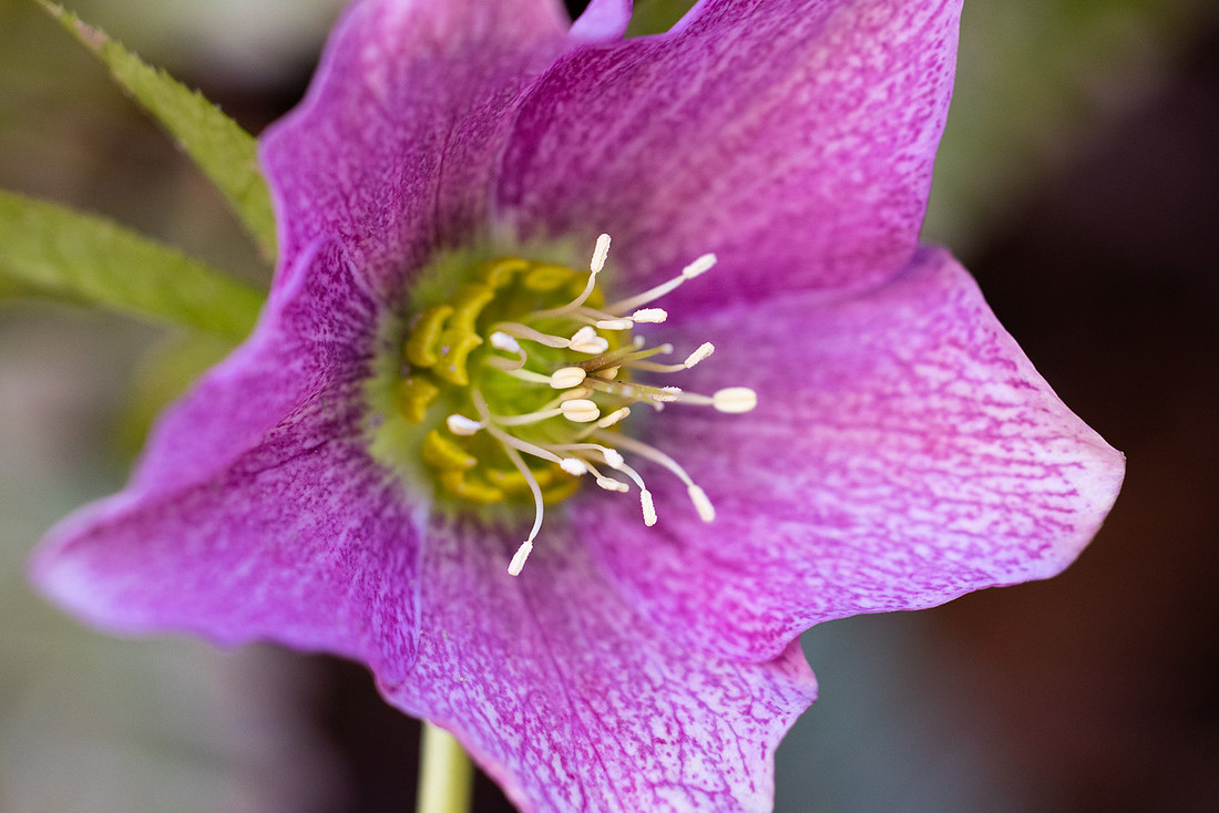 Lenten Rose
