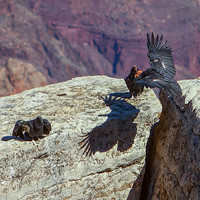 CONDORS -2 - Copy