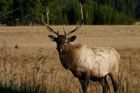 ELK-200