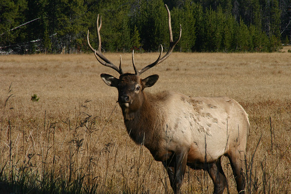 ELK-200