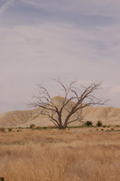 A Loneley Tree