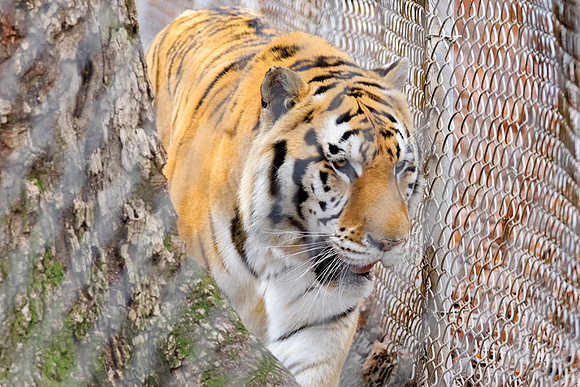 TIGER WORLD-9
