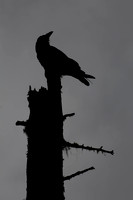 The Raven...