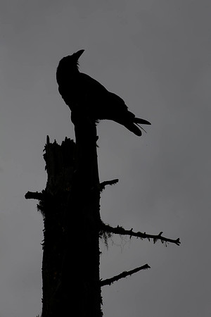 The Raven...