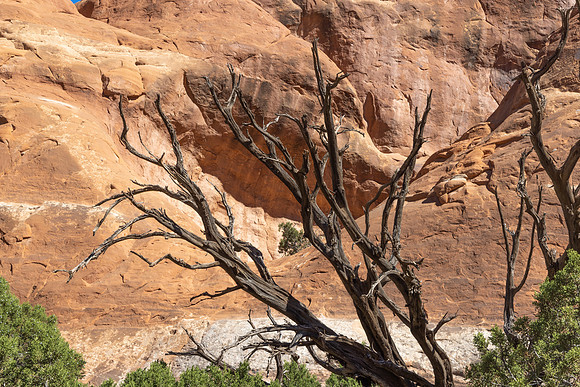 ARCHES NP-15