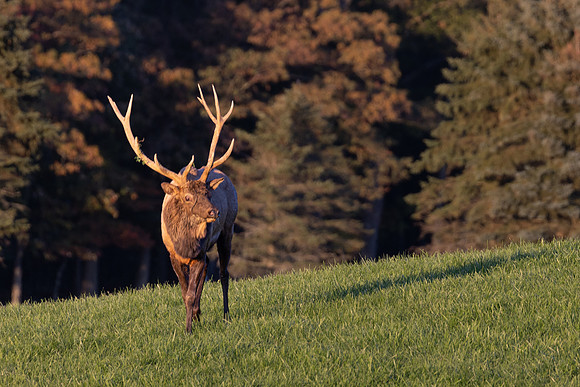 PA ELK-6