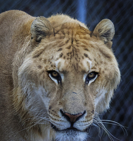 TIGER WORLD-4