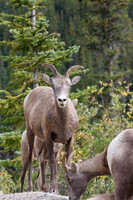 Mountain Goats