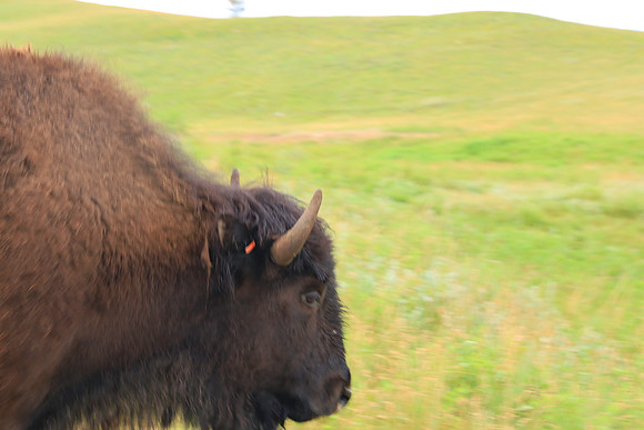 CUSTER-11