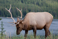 Elk in Banff National Park