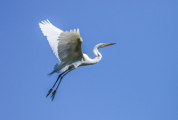 SHOREBIRDS-11