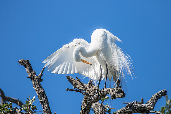 SHOREBIRDS-14