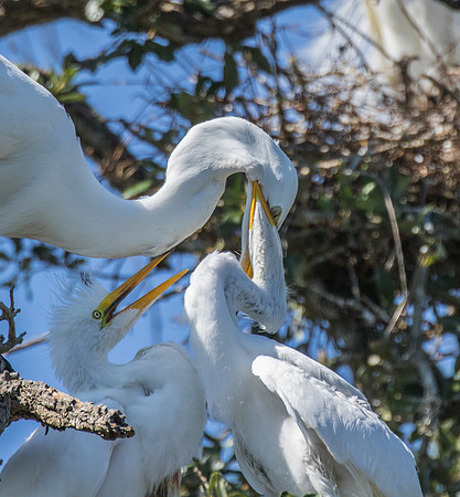 SHOREBIRDS-15