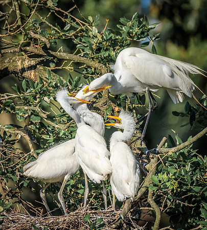 SHOREBIRDS-18