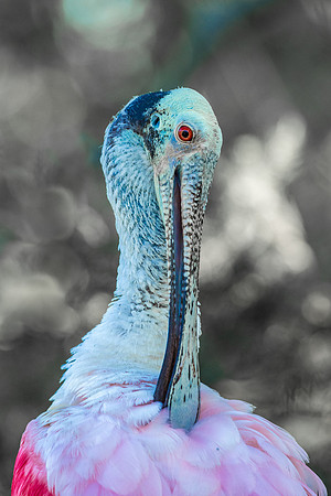 SHOREBIRDS-19
