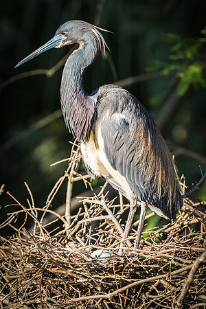 SHOREBIRDS-20