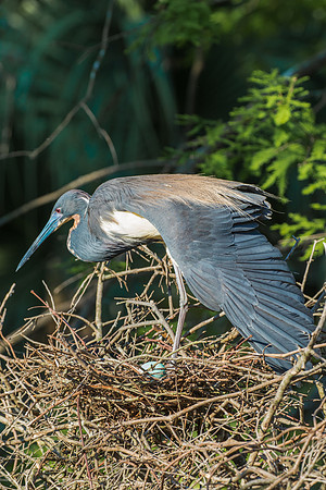 SHOREBIRDS-21