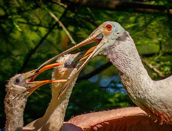 SHOREBIRDS-26