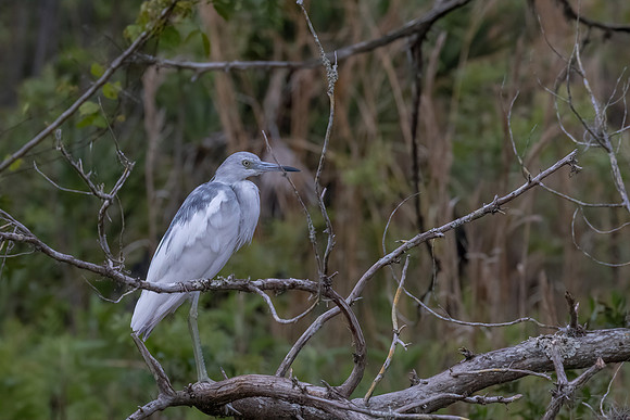 FLORIDA BIRDS-1