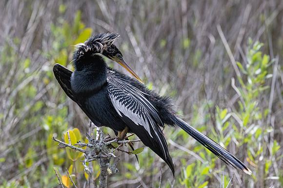 FLORIDA BIRDS-3