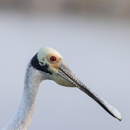 FLORIDA BIRDS-11
