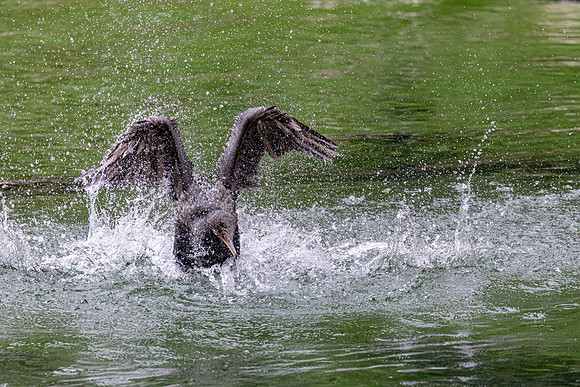 FLORIDA BIRDS-14