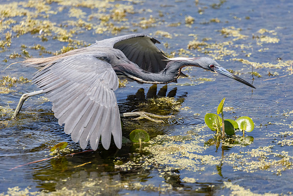 FLORIDA BIRDS-17