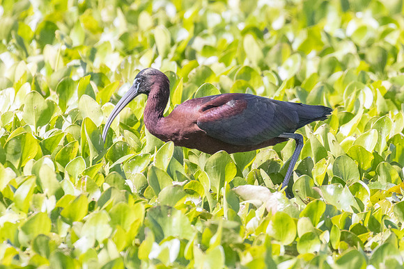 FLORIDA BIRDS-27