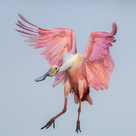 FLORIDA BIRDS-31-architectural-scale-6_00x-gigapixel